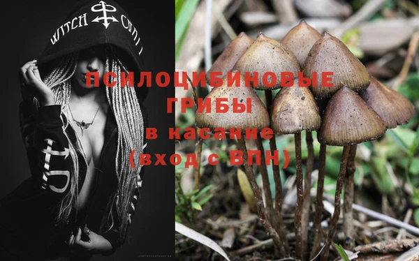 прущие грибы Зеленокумск
